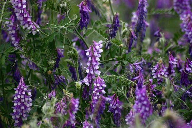 Fiore-pianta infestante campo di grano - Vicia sp.